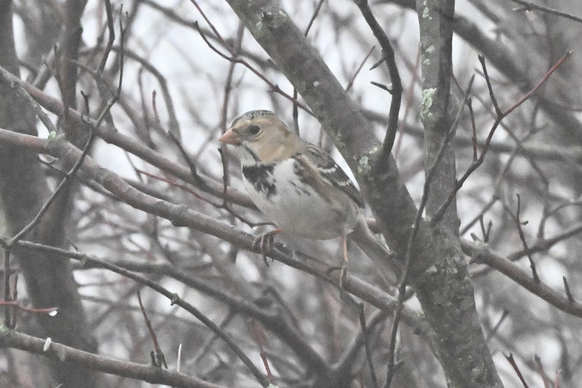 granspurv - ML647802175