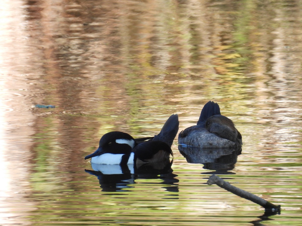 hjelmfiskand - ML647802176