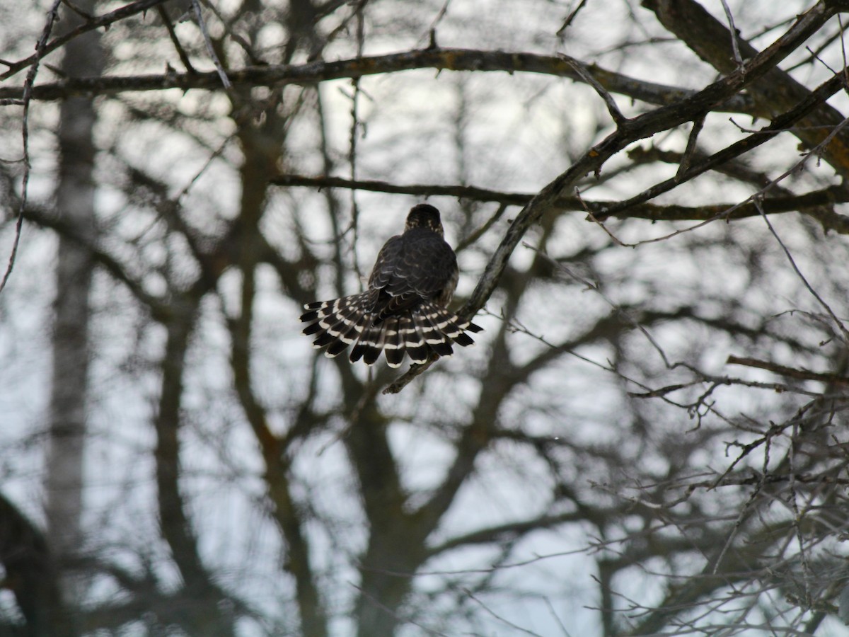 dvergfalk - ML647802179