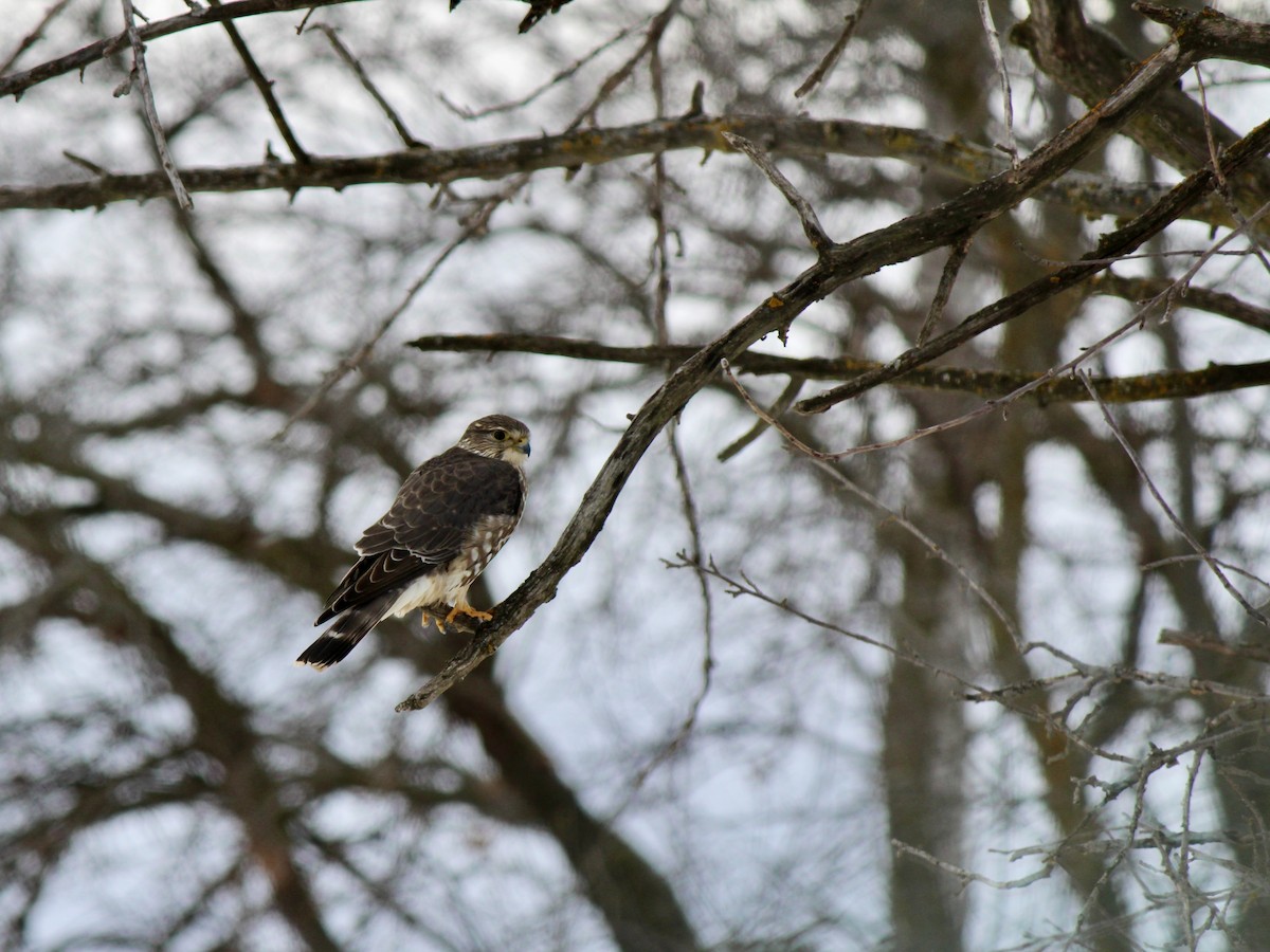 dvergfalk - ML647802180