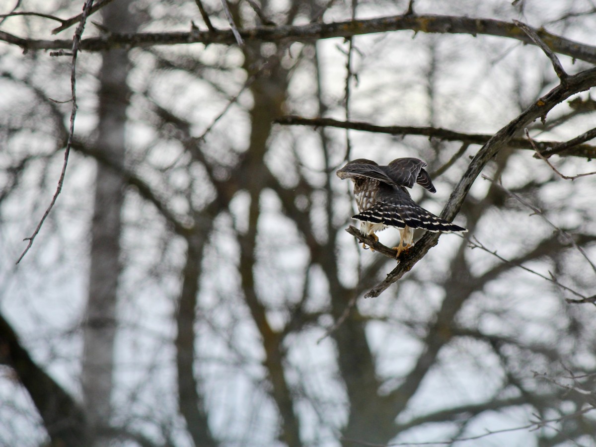 dvergfalk - ML647802181