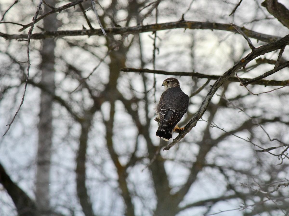 dvergfalk - ML647802182