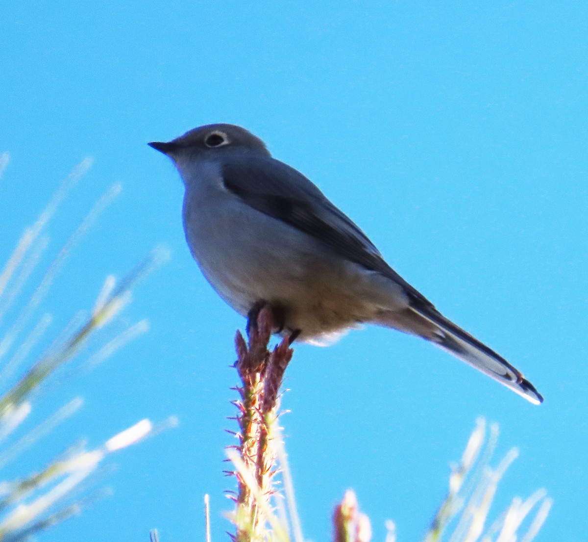 gråsolitærtrost - ML647802184