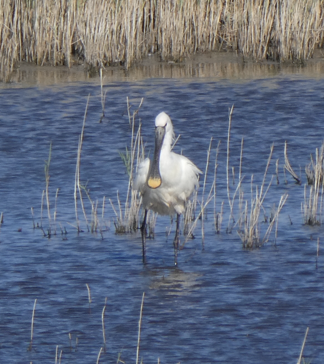 skjestork - ML647802186