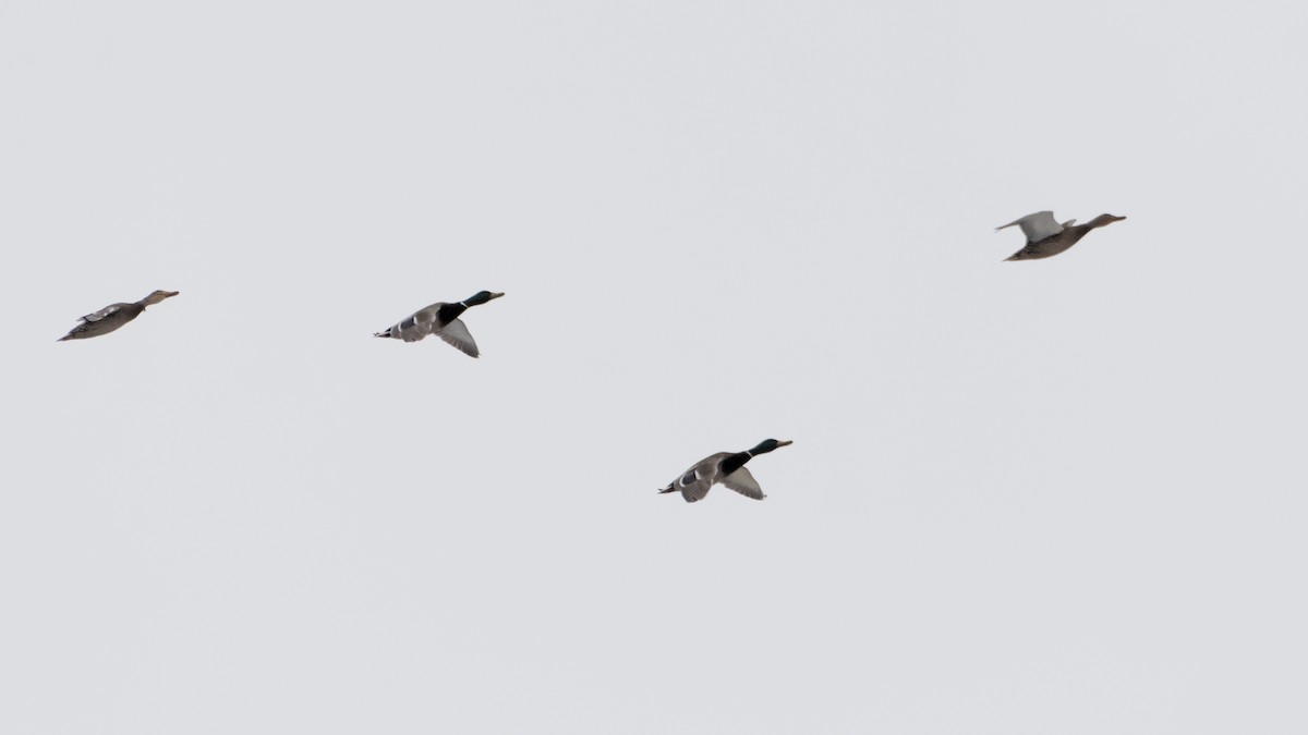 stokkand - ML647802191