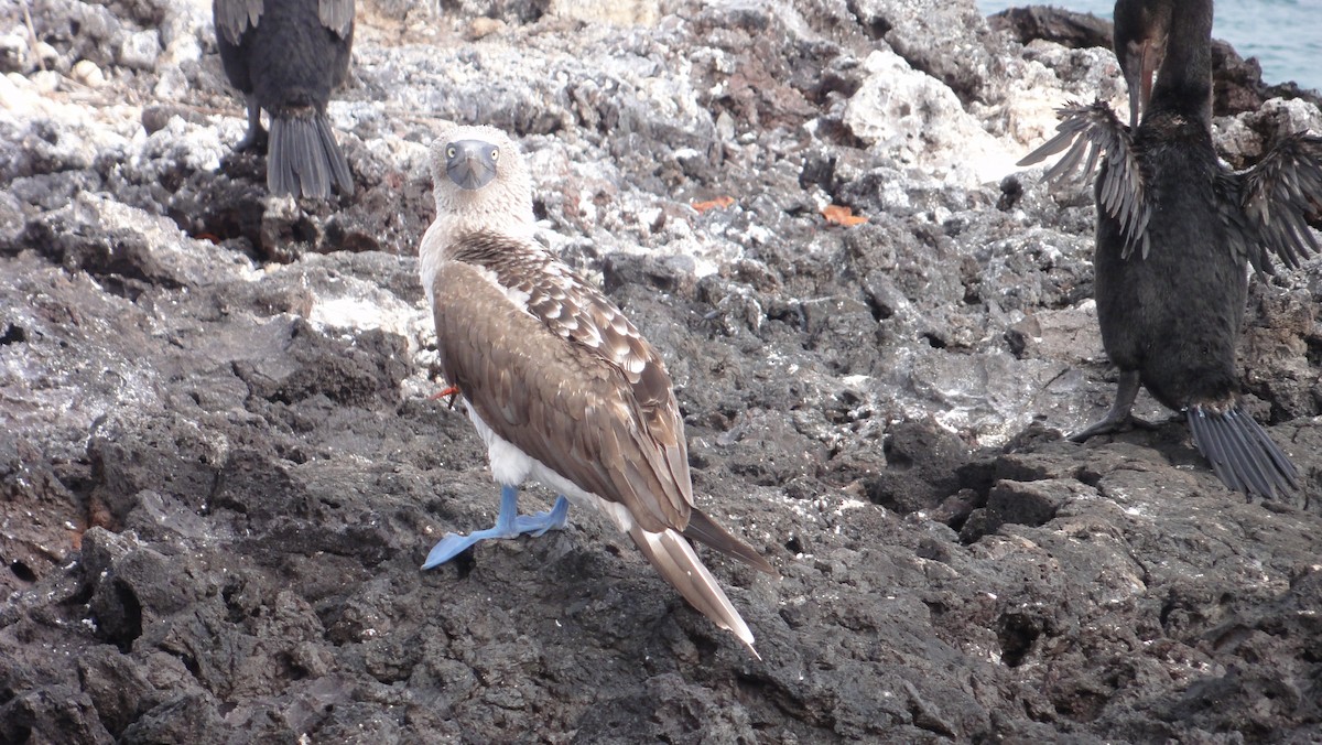 blåfotsule - ML647802192