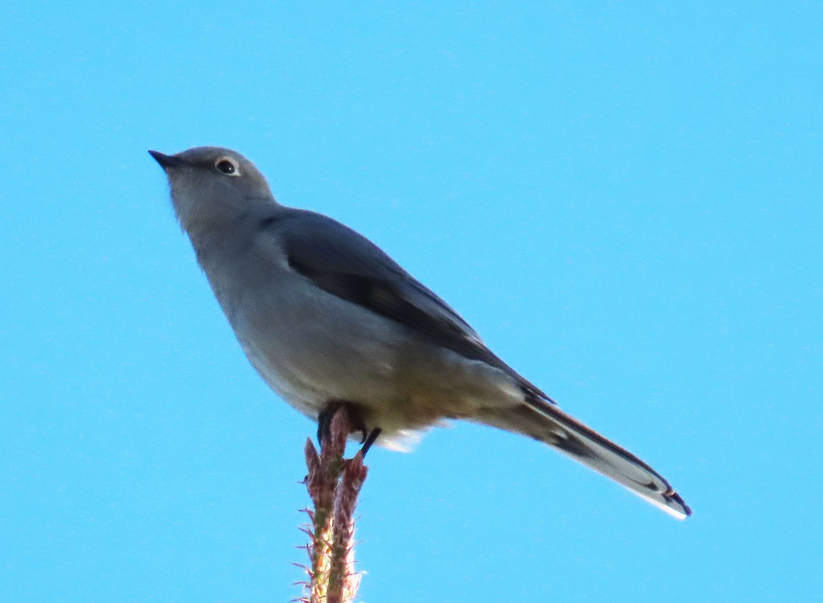 gråsolitærtrost - ML647802193