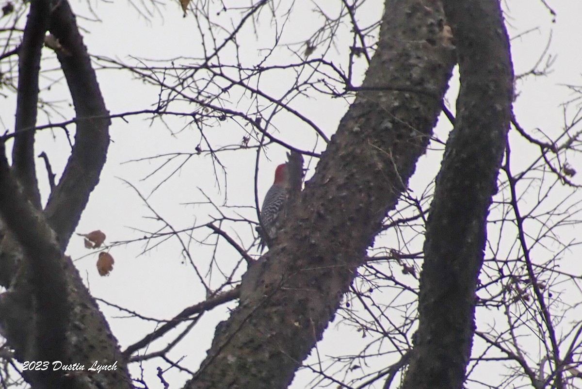 lundspett - ML647802194