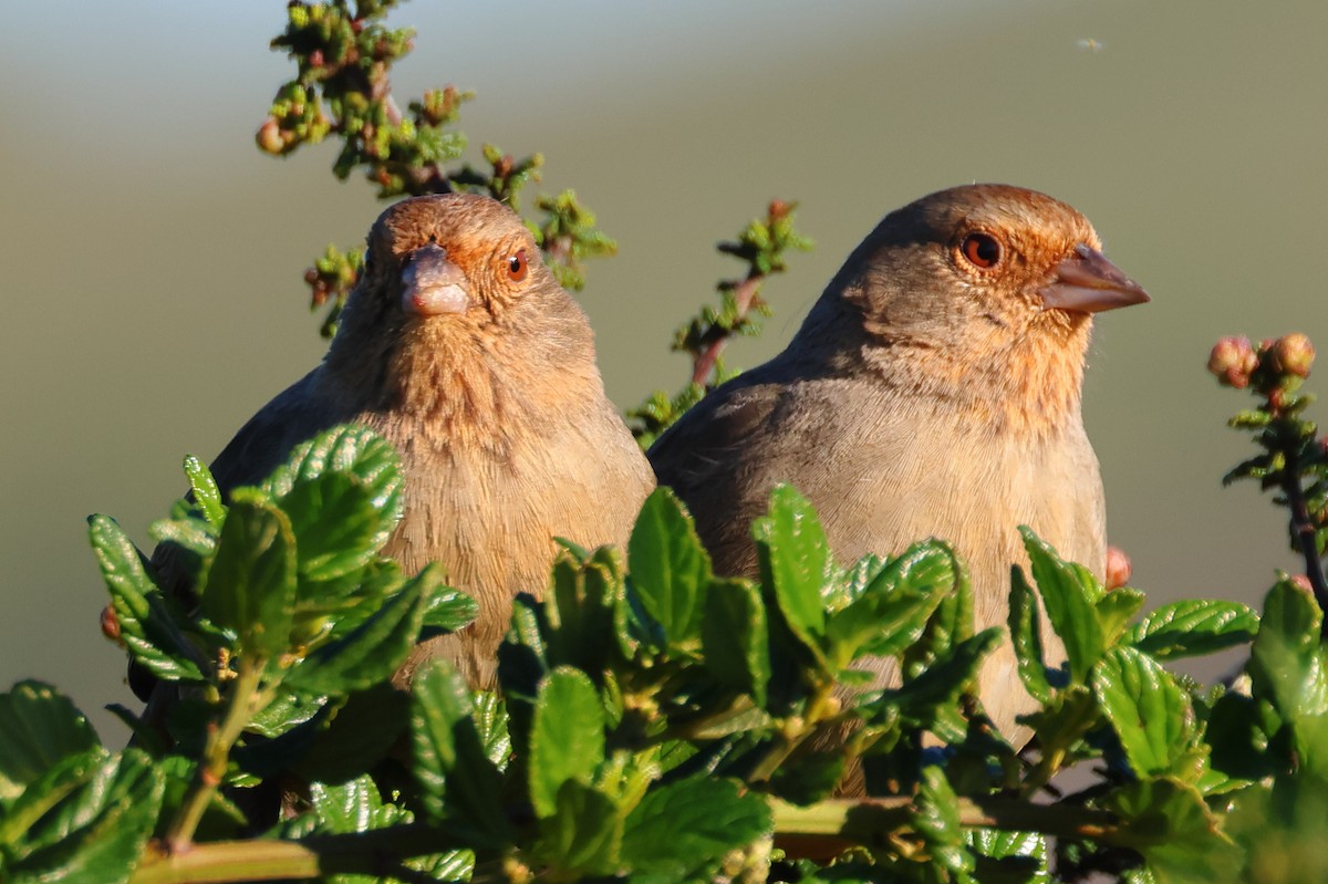 kaliforniatovi - ML647802195