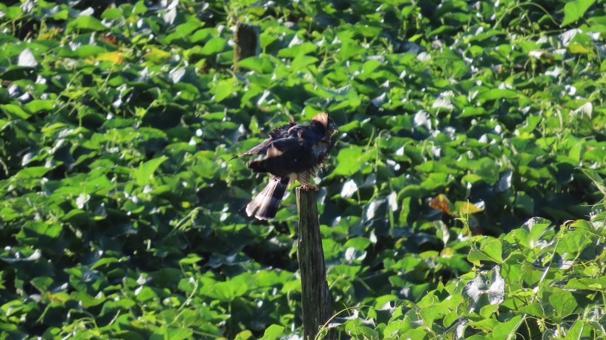 Hook-billed Kite - ML647802196