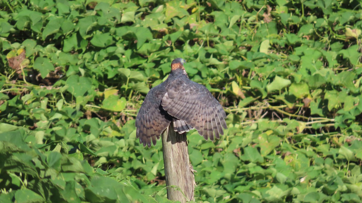 Hook-billed Kite - ML647802197
