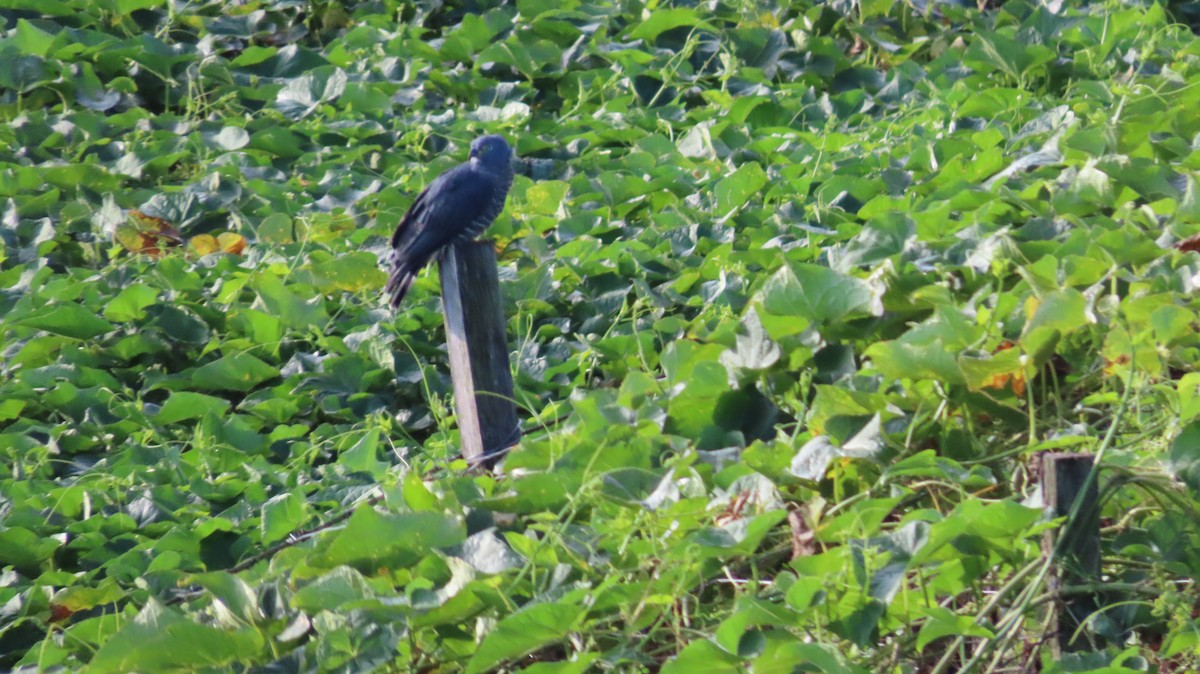 Hook-billed Kite - ML647802198