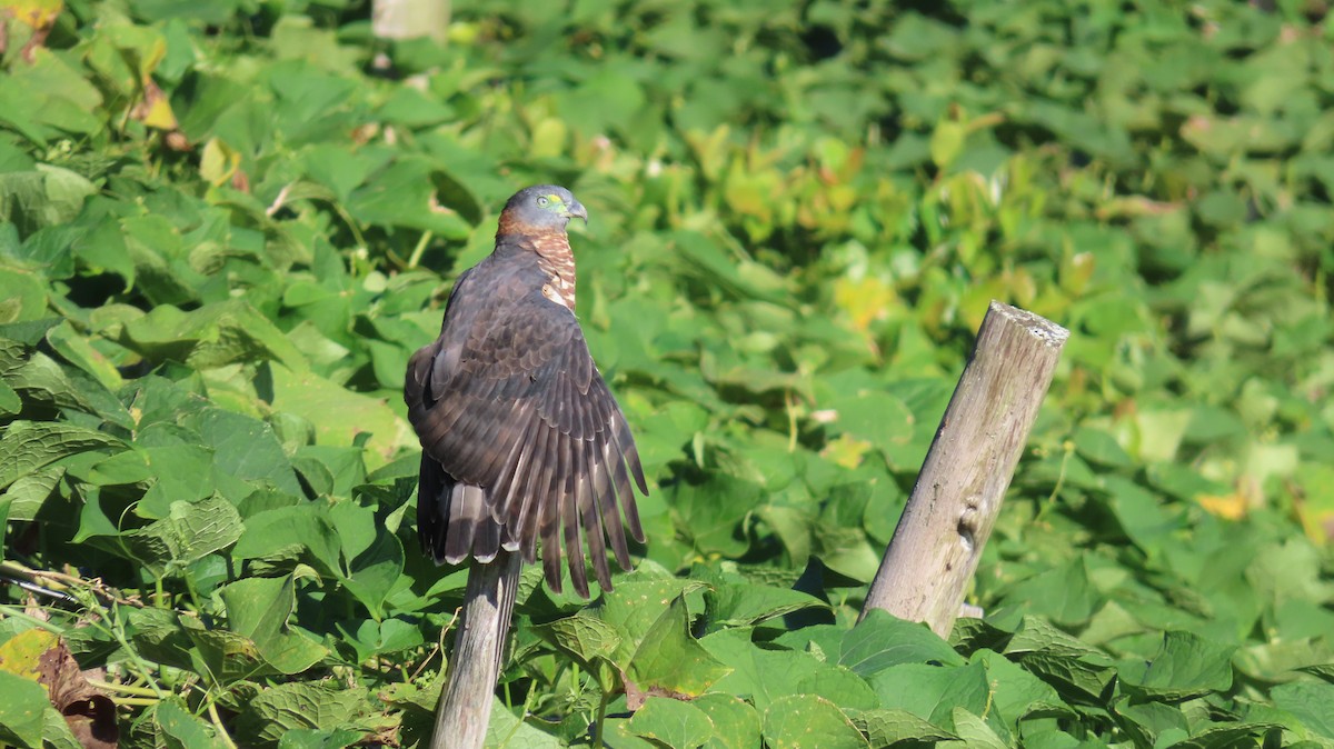 Hook-billed Kite - ML647802199