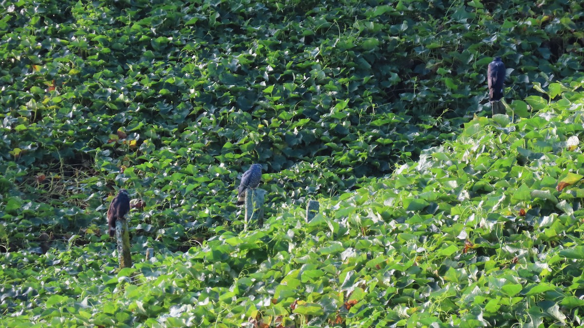 Hook-billed Kite - ML647802200
