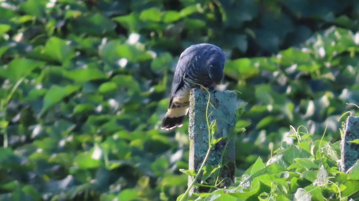 Hook-billed Kite - ML647802201