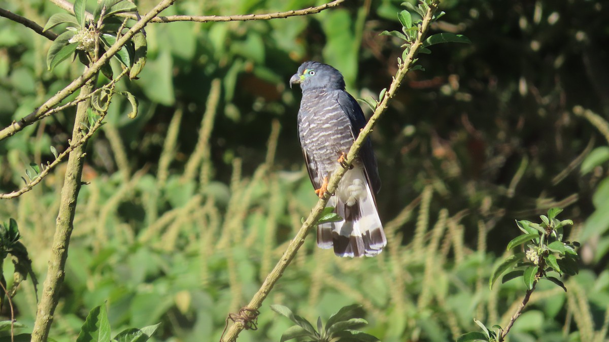 Hook-billed Kite - ML647802202