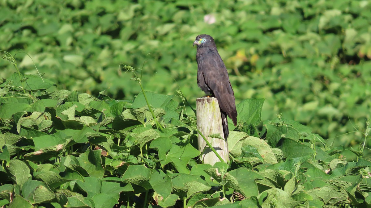Hook-billed Kite - ML647802203