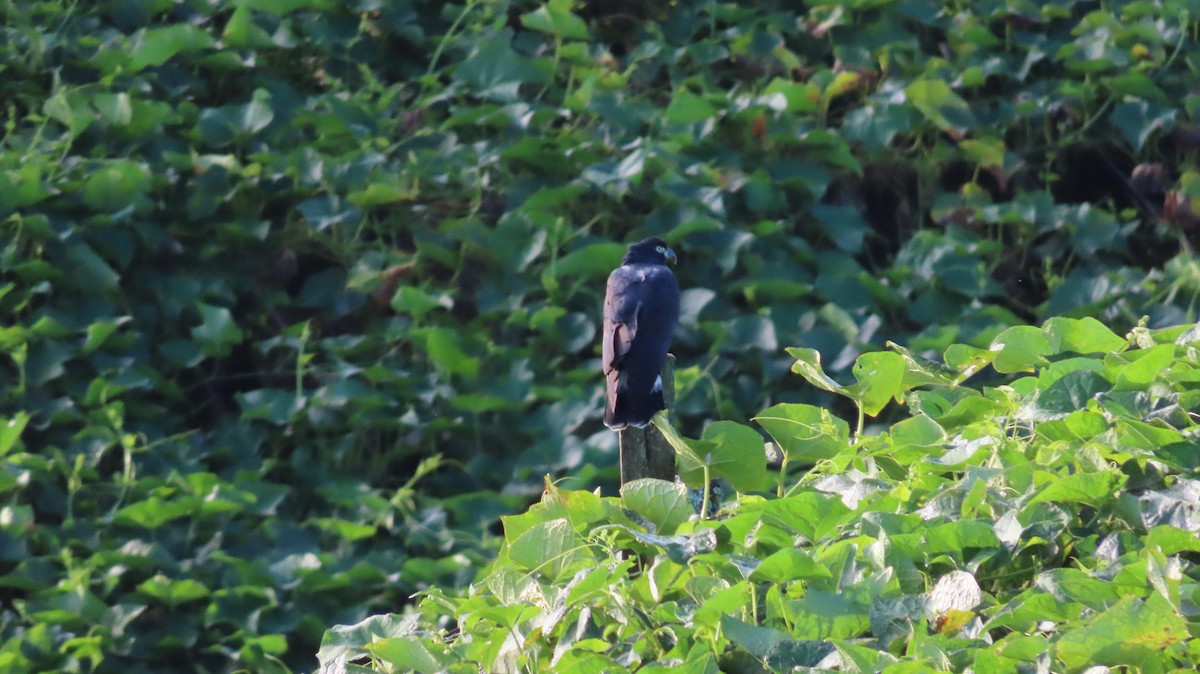 Hook-billed Kite - ML647802204