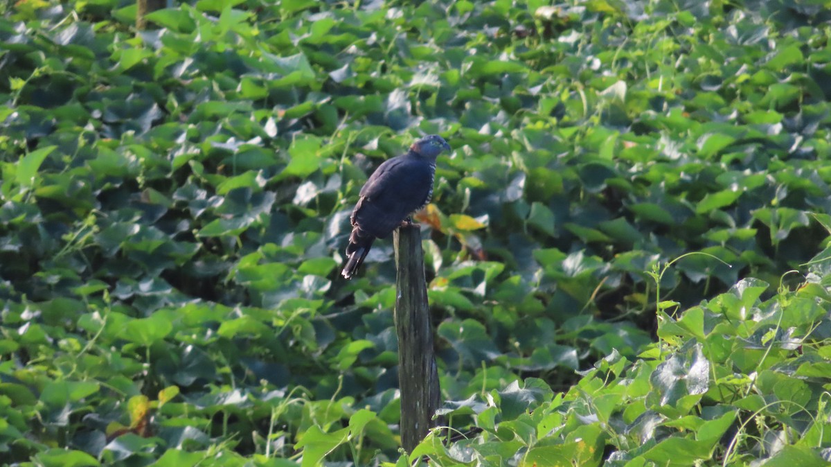 Hook-billed Kite - ML647802205