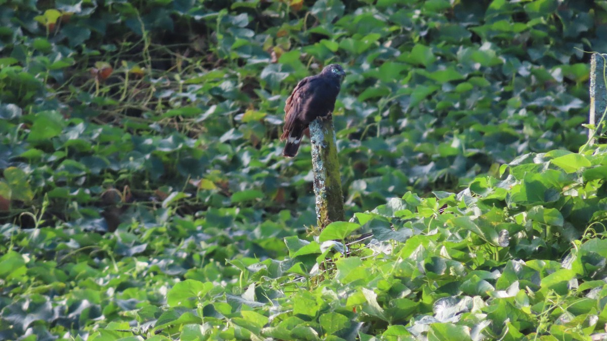 Hook-billed Kite - ML647802206