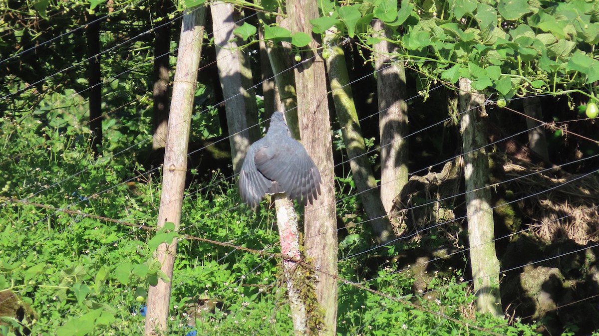 Hook-billed Kite - ML647802207