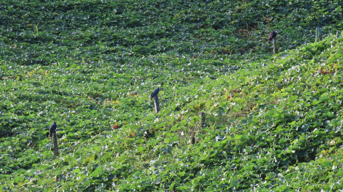 Hook-billed Kite - ML647802208
