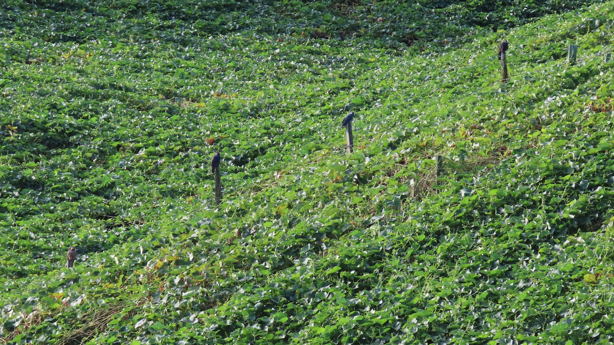 Hook-billed Kite - ML647802209