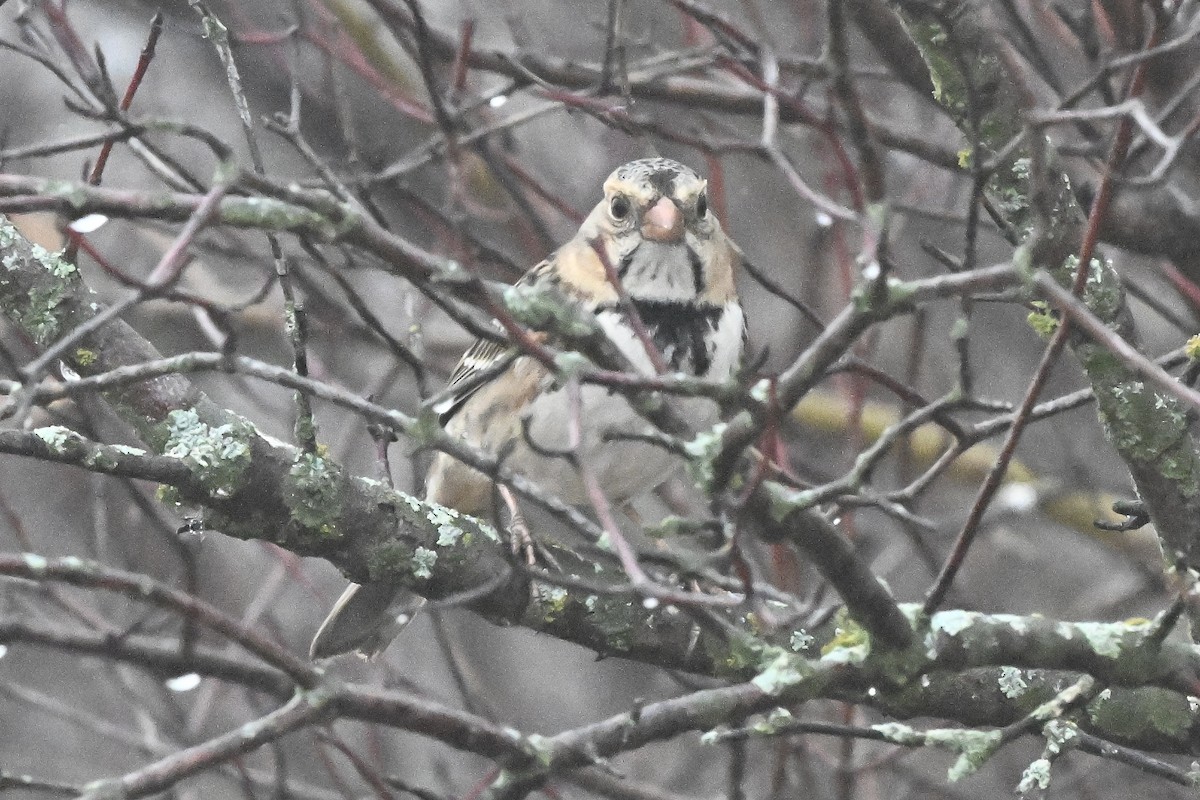 Harris's Sparrow - ML647802238