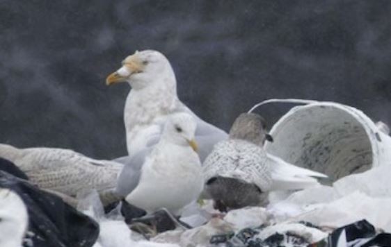 Gavión Hiperbóreo - ML647802265