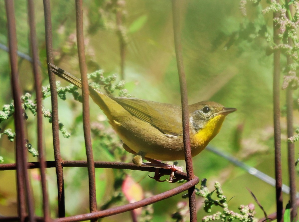 Common Yellowthroat - ML647802294