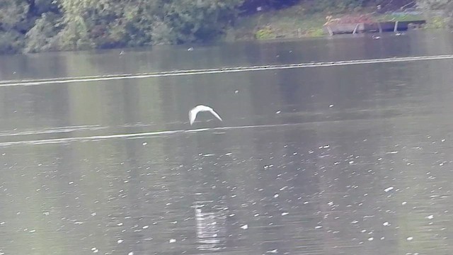 שחף גמדי - ML647802303