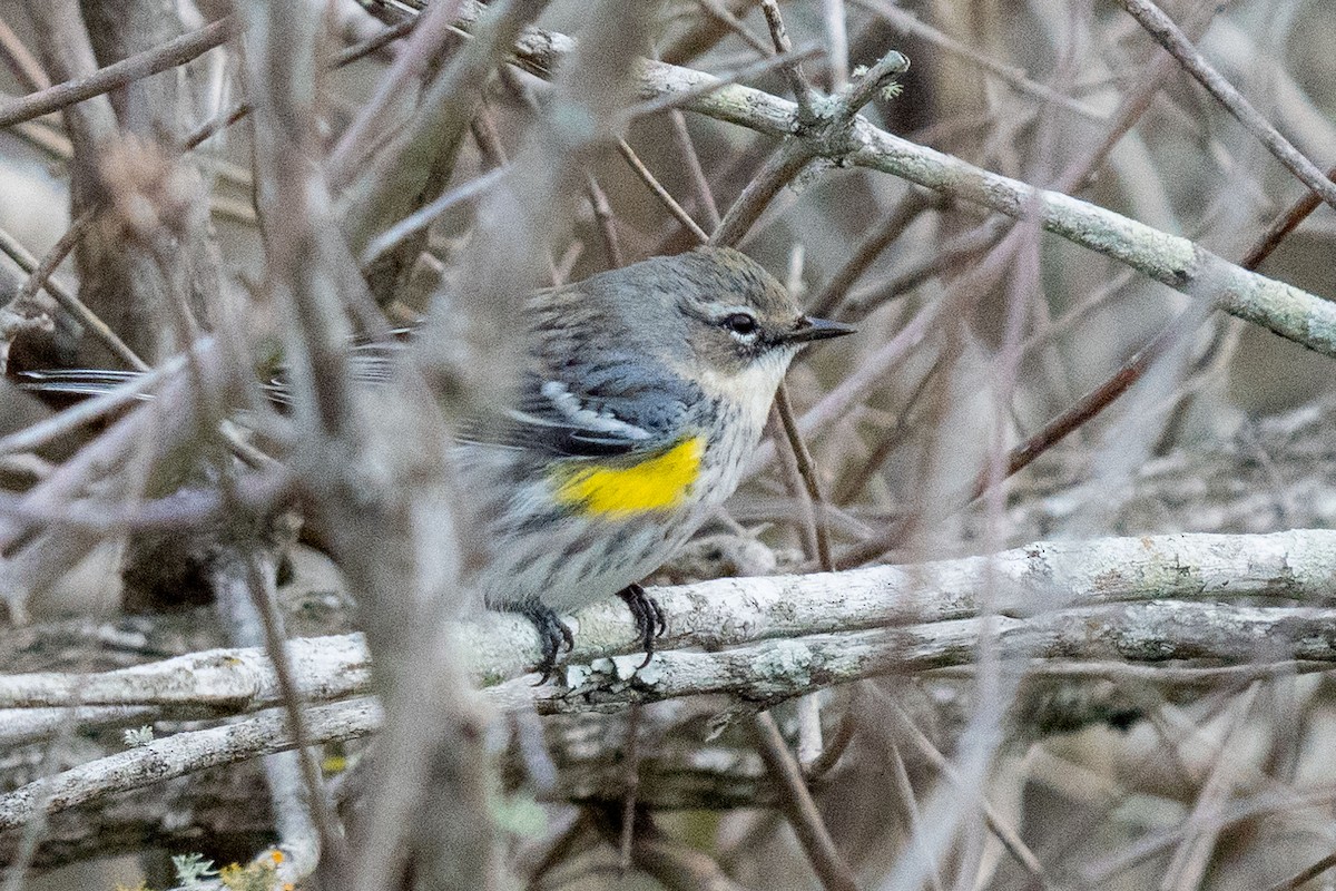 Yellow-rumped Warbler - ML647802305