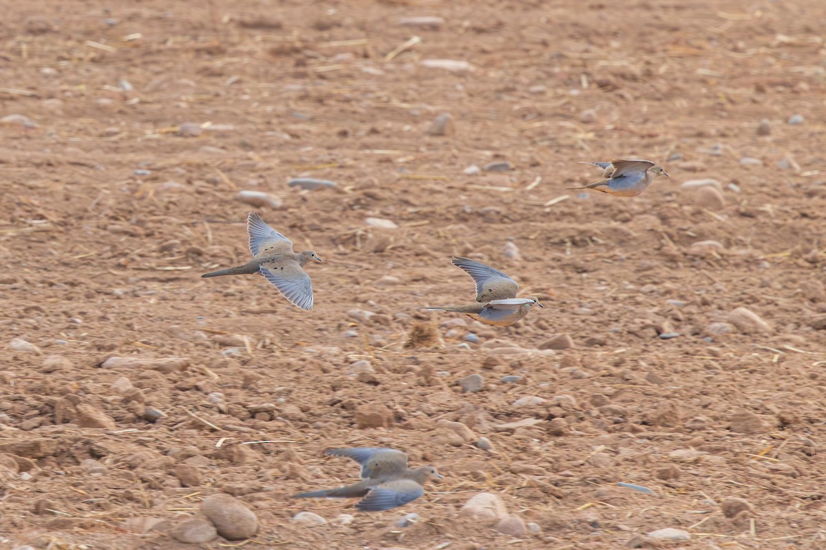 Zenaida Huilota - ML647802320