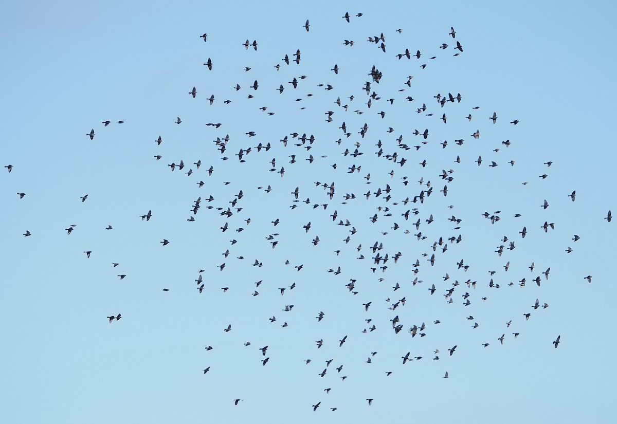 purpurhodetrupial - ML647802322