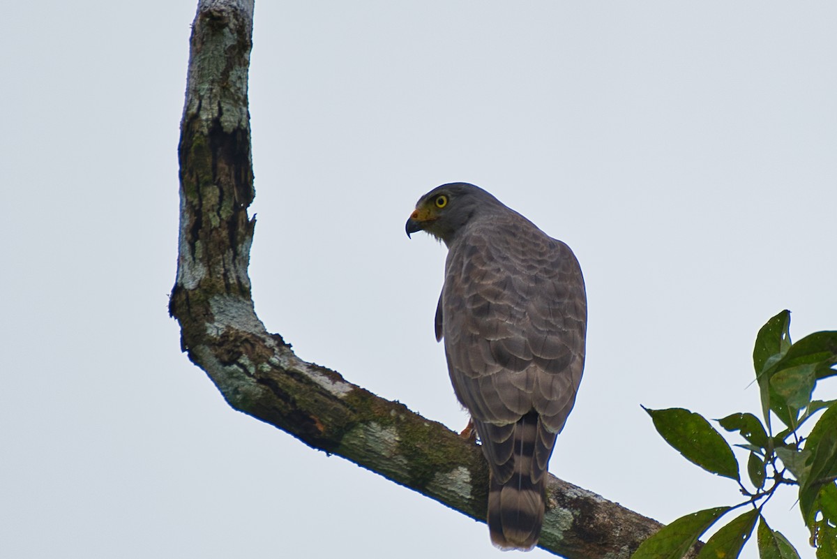 Roadside Hawk - ML647802333