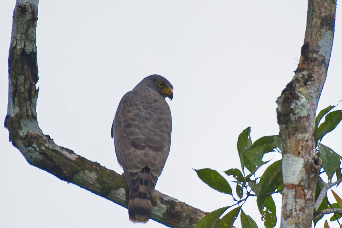 Roadside Hawk - ML647802337