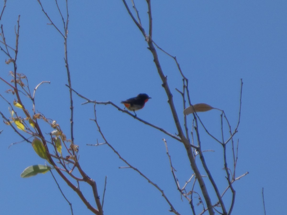 ヤドリギハナドリ - ML647802342