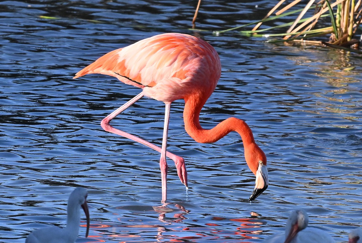 American Flamingo - ML647802366
