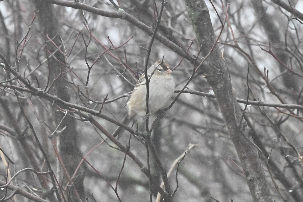 White-crowned Sparrow - ML647802370