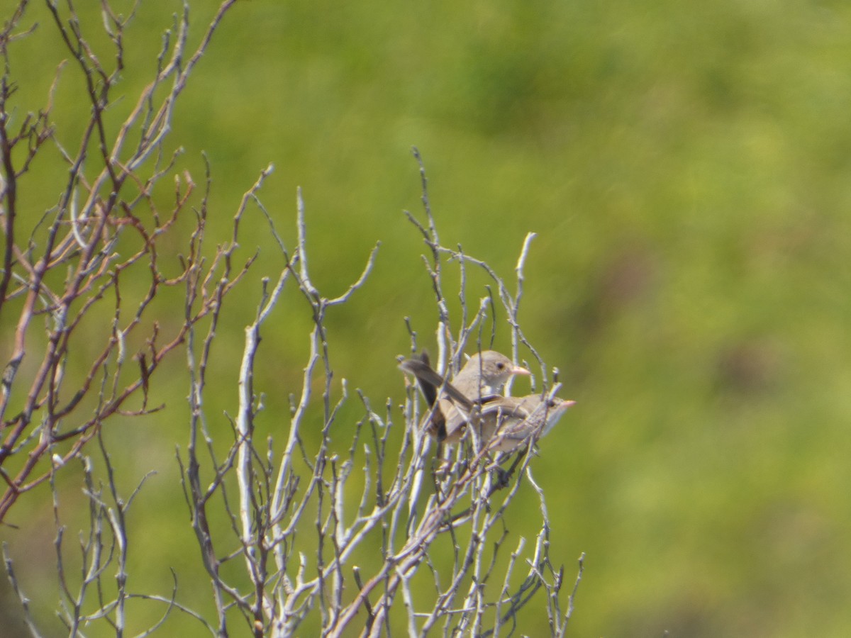 White-winged Fairywren - ML647802374