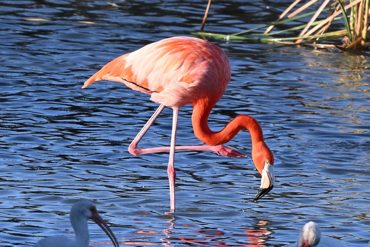 American Flamingo - ML647802378