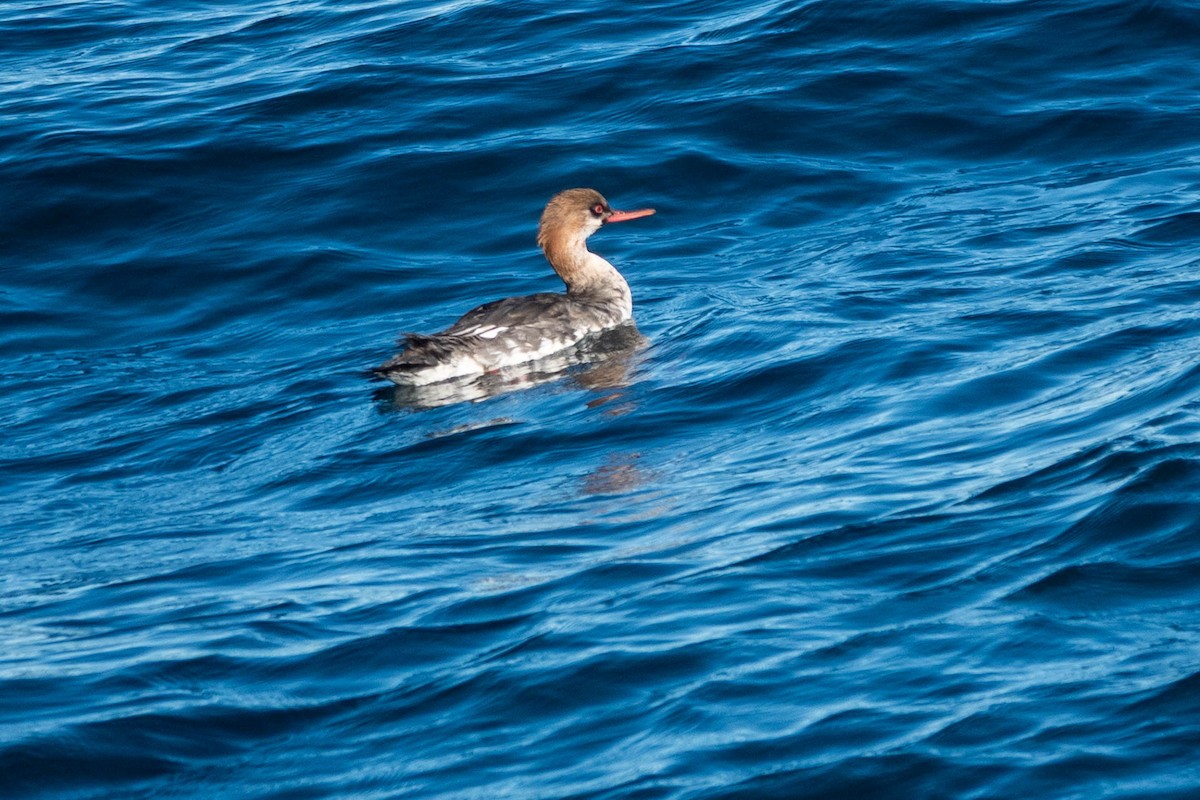 מרגון בינוני - ML647802379