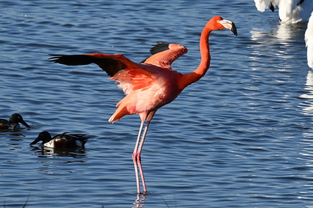 American Flamingo - ML647802387