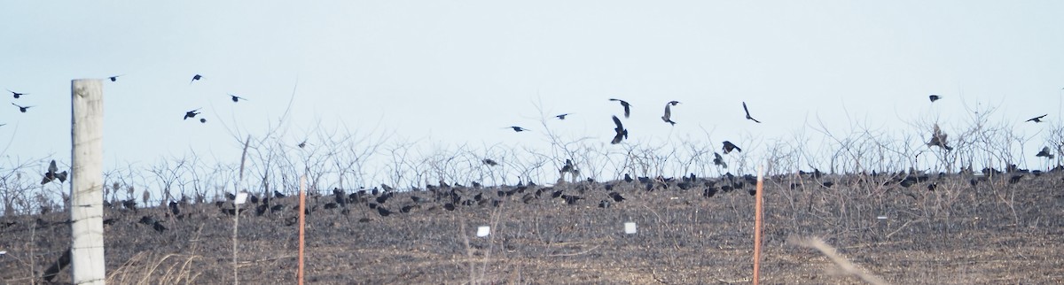 purpurhodetrupial - ML647802402