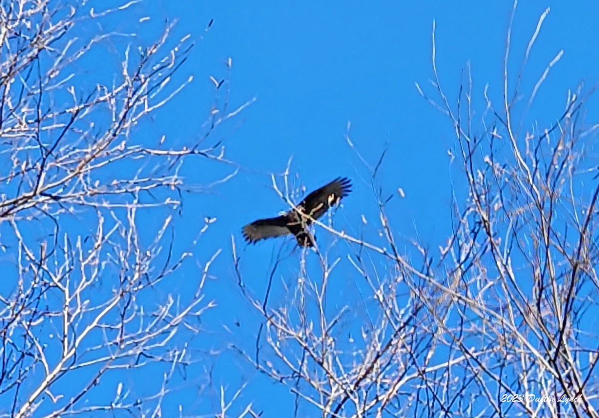 Turkey Vulture - ML647802423