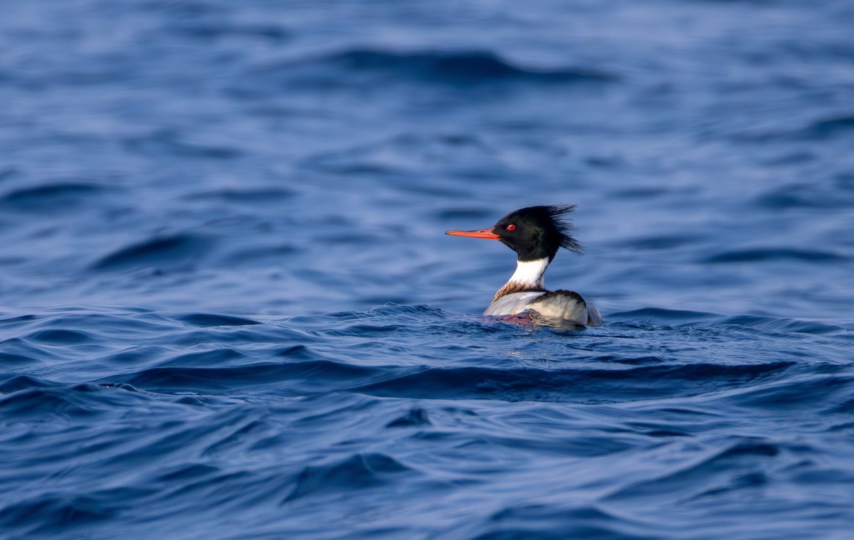 מרגון בינוני - ML647802451