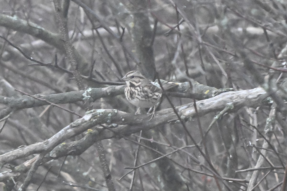 Song Sparrow - ML647802452