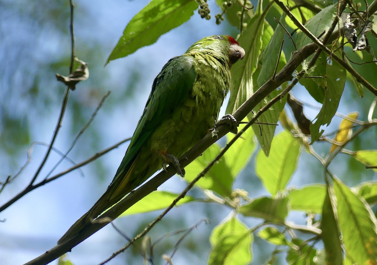 Scarlet-fronted Parakeet - ML647802453