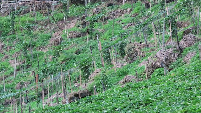 Northern Rough-winged Swallow - ML647802455