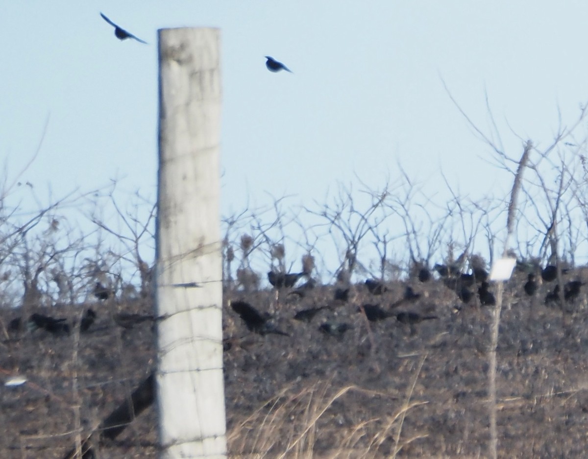 purpurhodetrupial - ML647802473